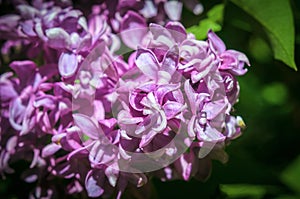 Lilac flowers. Syringa vulgaris.