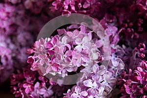 Lilac flowers - syringa vulgaris, beautiful violet - pink blossoms flower plant. Purple Eurasian shrub of the olive family
