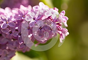 Lilac flowers on a tree