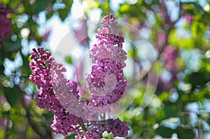 Lilac flowers at tree. Blurred background.