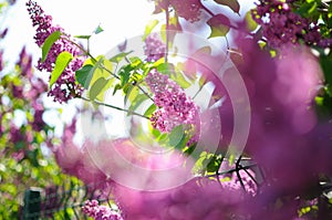 Lilac flowers at tree. Blurred view at forefront and clarity at the background.