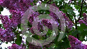 Lilac flowers on tree branches sway in the wind