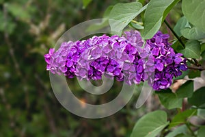 Lilac flowers on a tree in the garden.