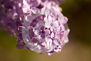 Lilac flowers on a tree in spring