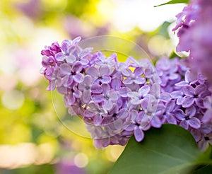 Lilac flowers on a tree in spring