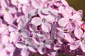 Lilac flowers on a tree in spring