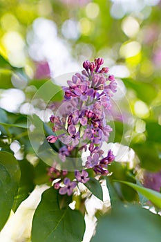 Lilac flowers on a tree in spring