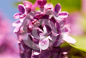 Lilac flowers on a tree in spring