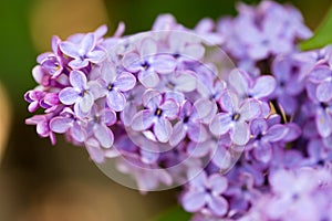 Lilac flowers on a tree in spring