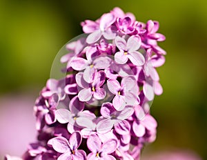 Lilac flowers on a tree in spring