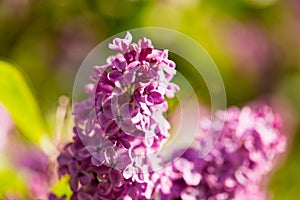 Lilac flowers on a tree in spring