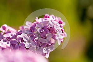 Lilac flowers on a tree in spring