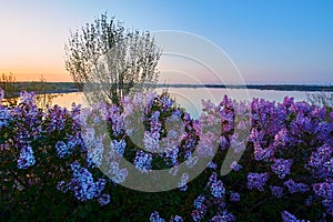 The lilac flowers and trees sunrise