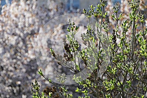 Lilac, the flowers of which are about to bloom in light purple.