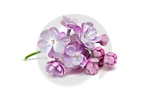 Lilac flowers . White background photo