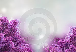 Lilac flowers on white