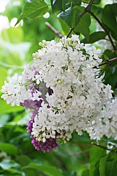 Lilac flowers are white and purple among foliage