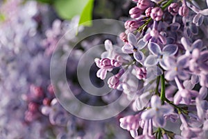 Lilac flowers on whole background, close up Selective focus