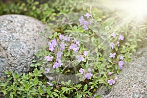 Lilac flowers of wild thyme among stones in sunny. Spice, Medicinal plant.