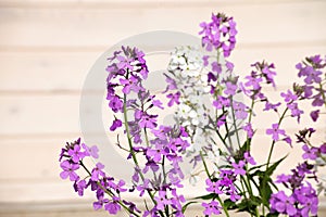 Lilac flowers on a wood background