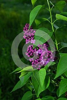 Lilac flowers on a young branch and a green background