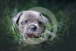 Lilac French Bulldog dog puppy with blue eyes lying in grass