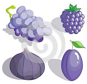 Lilac fruit