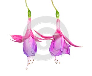 Lilac fuchsia flower isolated on white background