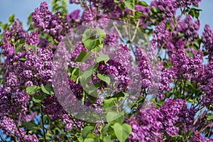 Lilac in the garden.