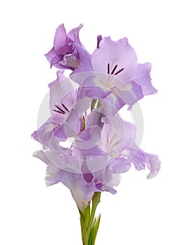 Lilac gladiolus