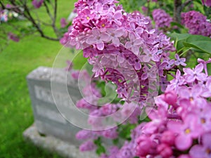 Lilac and Gravestone