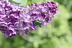 Lilac with a green beetle