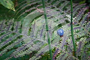 Lilac and green color fern leaf texture with blue round berry above it