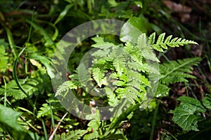 Lilac and green color fern leaf texture with blue round berry above itsmall stream current in wild green forest in Gauja National