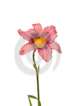 Lilac hemerocallis daylily