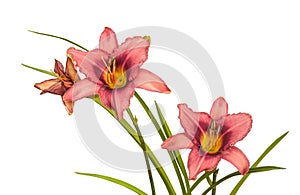 Lilac hemerocallis daylily