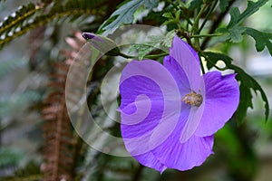 Lilac hibiscus