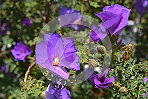 Lilac hibiscus bush in bloom Alyogyne huegelli