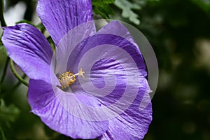 Lilac hibiscus