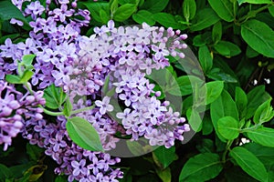 Lilac and honeysuckle 1