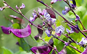 Lilac hyacinth bean