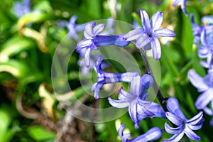 Lilac hyacinth close-up. Beautiful spring flower selective focus