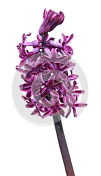 Lilac hyacinth flower isolated on white background