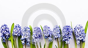 Lilac hyacinths on white background