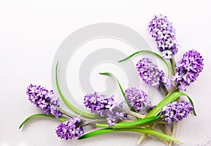 Lilac hyacinths on white background