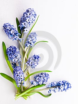 Lilac hyacinths on white background