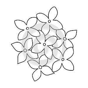 Lilac or hydrangea flowers top view, doodle style flat vector outline for coloring book