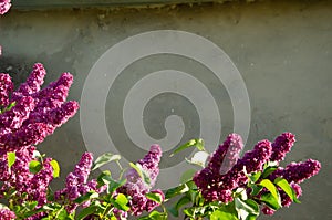 Lilac inflorescences against of a plastered wall