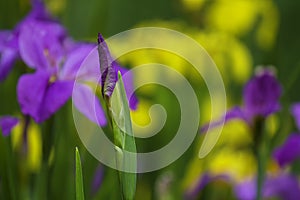 A lilac iris flower bud in the garden