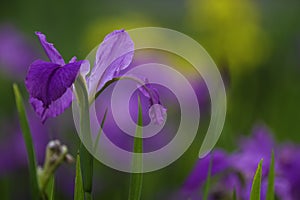 A lilac iris flower in the garden